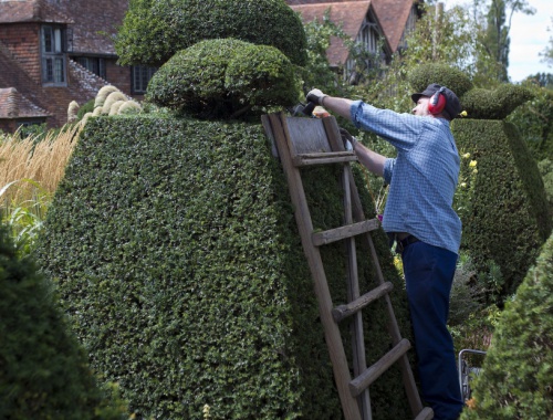 topiary-898927_1920