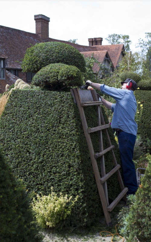 topiary-898927_1920